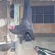 Imagen para el artículo titulado El descomunal murciélago descansando cual Nosferatu en el porche de una casa es real, aunque tiene truco